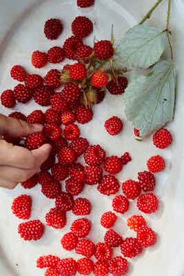 2020 07 24 Summer Raspberries0767